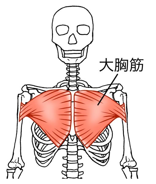 大胸筋のイラストと骨格図