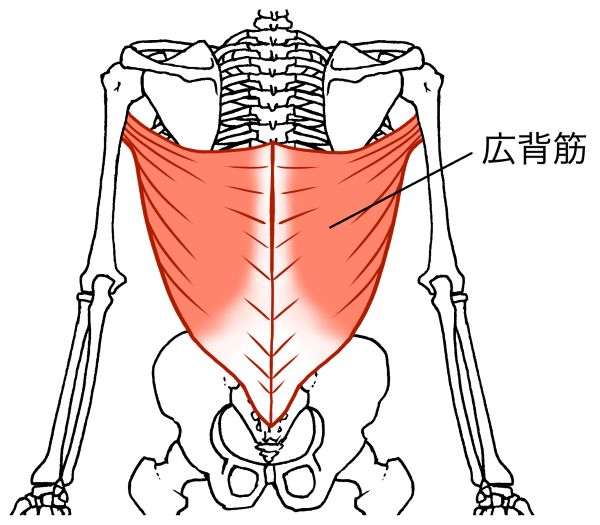 広背筋のイラストと骨格図