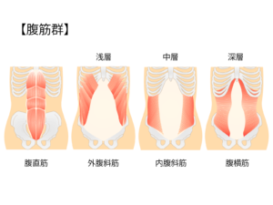 腹筋群のイラスト