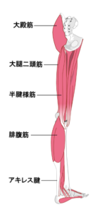 下半身の筋肉のイラスト