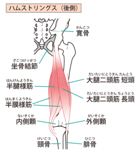 ハムストリングスの解剖図