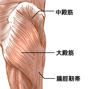 大殿筋の解剖図