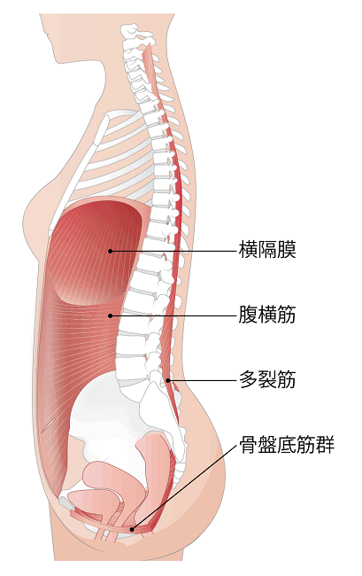 「横隔膜」「腹横筋」「多裂筋」「骨盤底筋群」の文字と人の解剖図