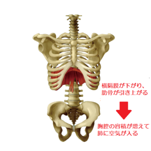 胸郭と骨盤のイラスト