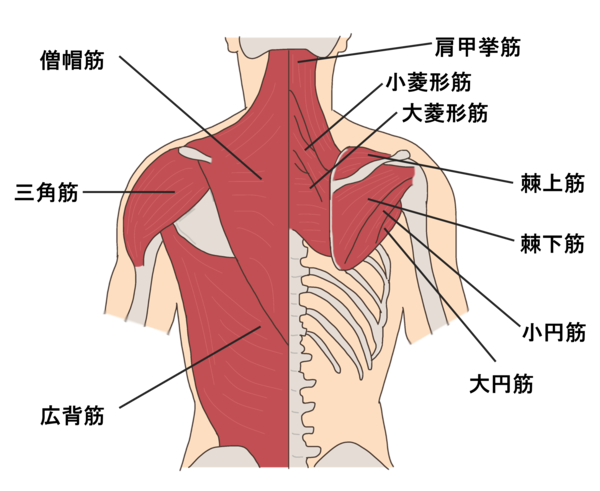 背中の筋肉解剖図