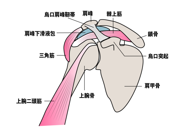 肩の筋肉の解剖図