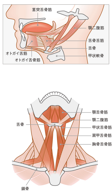 口腔周囲の解剖図