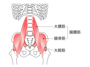 腸腰筋と大殿筋の解剖図