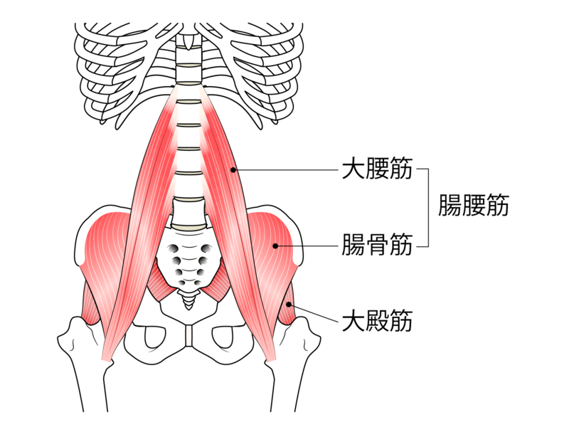 腸腰筋と大殿筋の解剖図