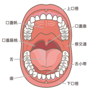 口腔の部位の名称が書かれている