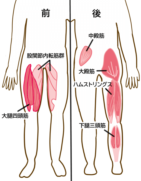 「大腿四頭筋」「ハムストリングス」など下肢の筋肉の名称が書かれたイラスト