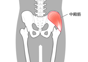 中殿筋と骨盤周囲の骨格イラスト
