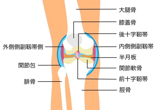 組織の名称が書かれた膝関節のイラスト