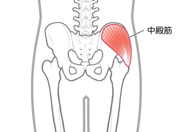 中殿筋のイラスト