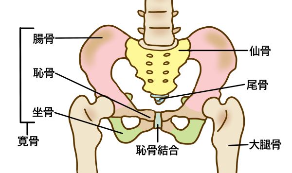 骨盤（腸骨・坐骨・恥骨・仙骨）と大腿骨のイラスト