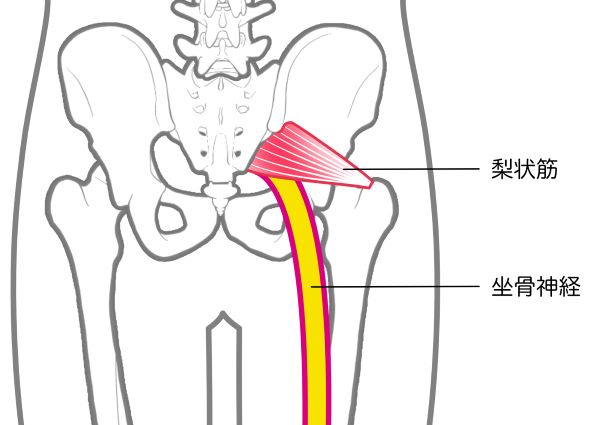 梨状筋と坐骨神経のイラスト