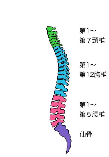 頸椎・胸椎・腰椎のイラスト