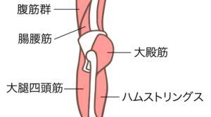 腹筋群・腸腰筋・大殿筋・ハムストリングス・大腿四頭筋のイラスト
