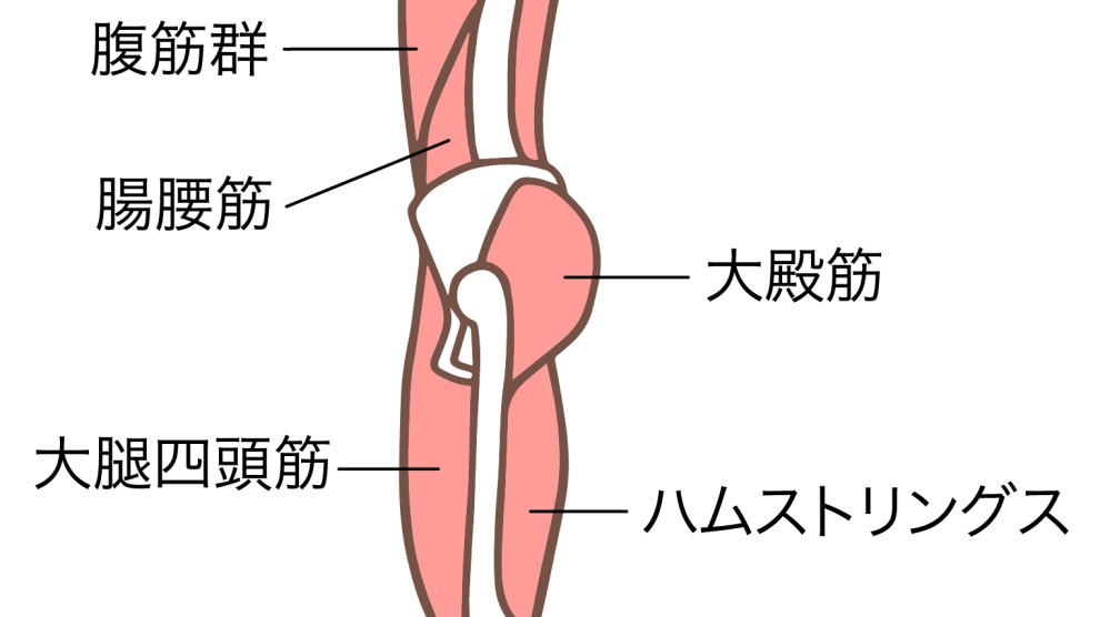 腹筋群・腸腰筋・大殿筋・ハムストリングス・大腿四頭筋のイラスト