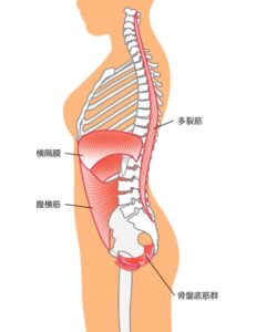 体幹部の筋肉（腹横筋・横隔膜・多裂筋・骨盤底筋）のイラスト