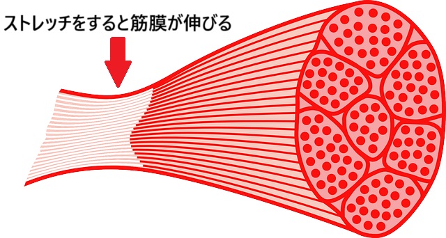 筋繊維のイラスト（ストレッチと筋膜の関係の説明付き）