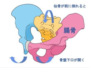骨盤の「うなずき運動」を表したイラスト