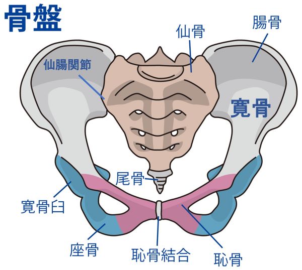 骨盤の各部名称が書かれたイラスト