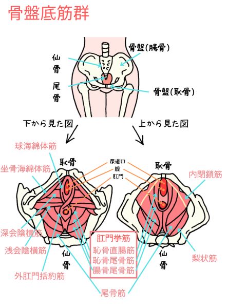 骨盤底筋の各部名称が書かれたイラスト