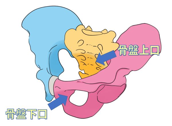 骨盤上口と骨盤下口の位置・名称が書かれたイラスト