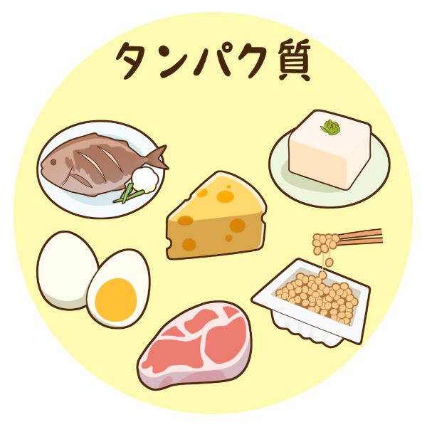 タンパク質の多い食材