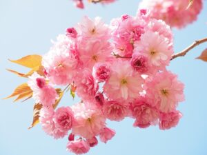 薄ピンク色の桜の花